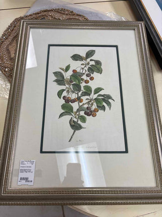 Antique Botanical Print by Pancrae Bessa, Nouveau Duhamel