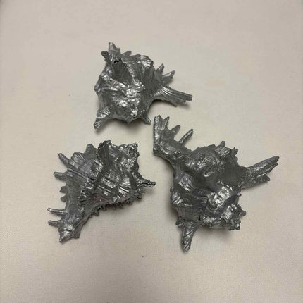 Set of 3 Silver Conch Shells