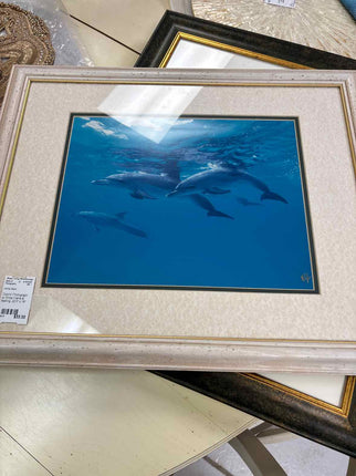 Dolphin Photograph w/ White Frame & Matting