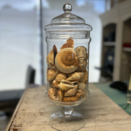 Jar of Shells