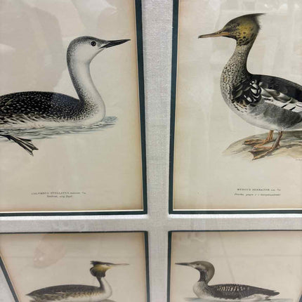 Antique Von Wright Ornithology Lithographs