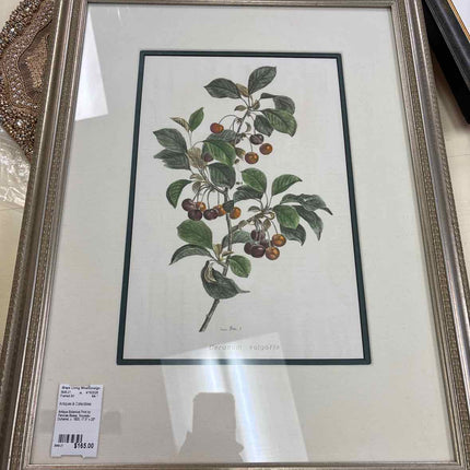 Antique Botanical Print by Pancrae Bessa, Nouveau Duhamel