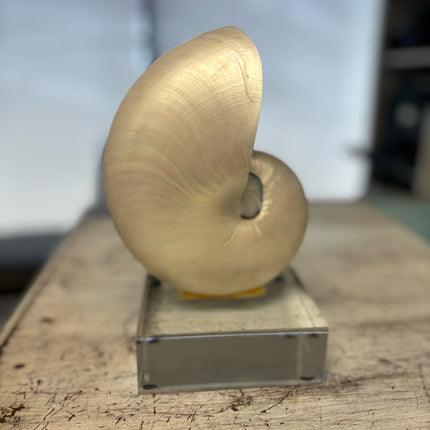 Nautilus on Stand