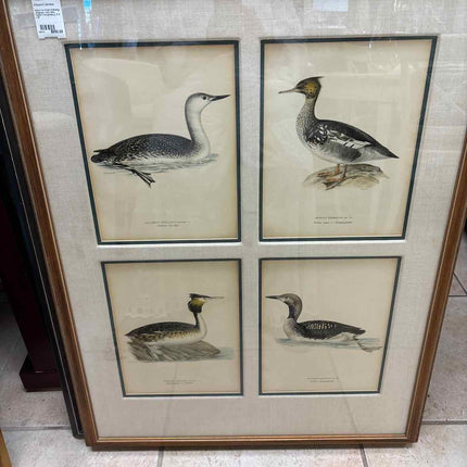 Antique Von Wright Ornithology Lithographs