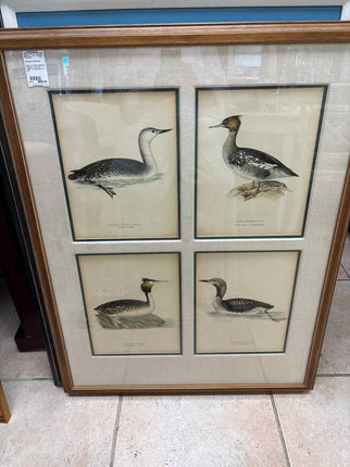 Antique Von Wright Ornithology Lithographs
