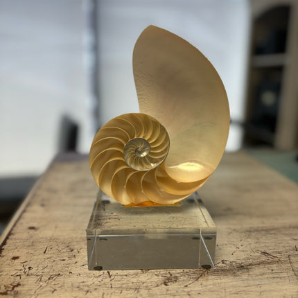Nautilus on Stand