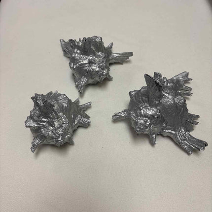 Set of 3 Silver Conch Shells