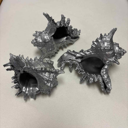 Set of 3 Silver Conch Shells