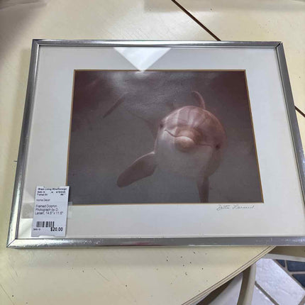Muted Dolphin Photograph