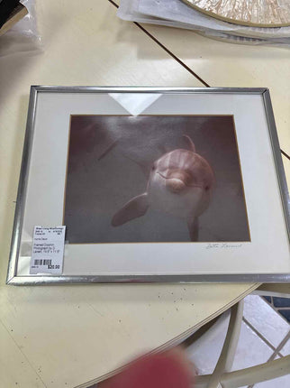 Muted Dolphin Photograph