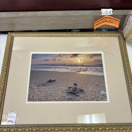 Baby Turtle Beach Photograph