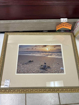 Baby Turtle Beach Photograph