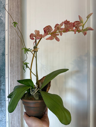 flower Arrangement